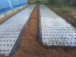 김용환님의 마늘 · 영농일지 작성글 사진