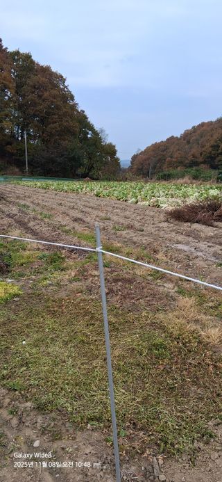 심 영훈님의 배추 · 영농일지 작성글 사진