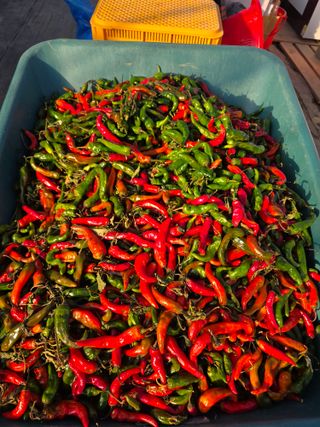 박용열조물주님 님의 고추 · 영농일지 작성글 사진