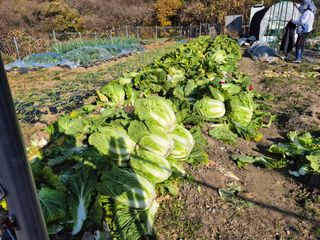 이준영님의 기타작물 · 영농일지 작성글 사진