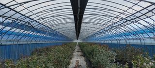 고추22286님의 기타작물 · 영농일지 작성글 사진