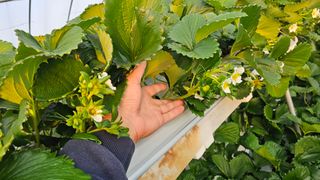 백암제이하우스님의 딸기 · 영농일지 작성글 사진