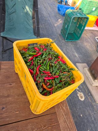 박용열조물주님 님의 고추 · 영농일지 작성글 사진