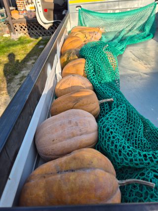 최광희님의 호박 · 영농일지 작성글 사진