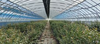 고추22286님의 기타작물 · 영농일지 작성글 사진