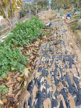 팜모닝 사과·영농일지 게시글 이미지