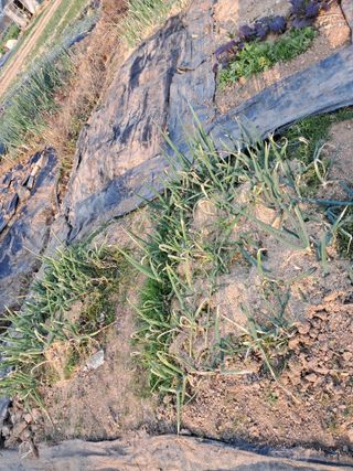 박신양님의 기타작물 · 영농일지 작성글 사진