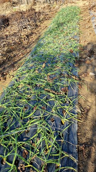 김지철님의 기타작물 · 영농일지 작성글 사진