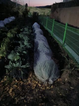 최영묵님의 기타작물 · 영농일지 작성글 사진