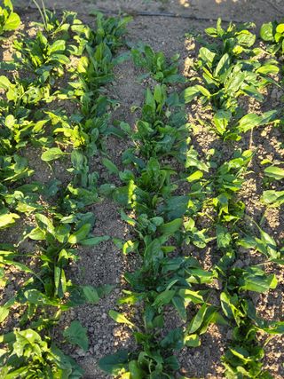 김재희님의 기타작물 · 영농일지 작성글 사진