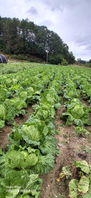 심 영훈님의 배추 · 영농일지 작성글 사진