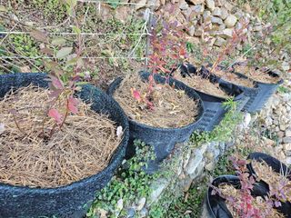 연모 자연의행복님의 기타작물 · 영농일지 작성글 사진