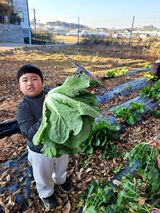 팜모닝 배추·영농일지 게시글 이미지