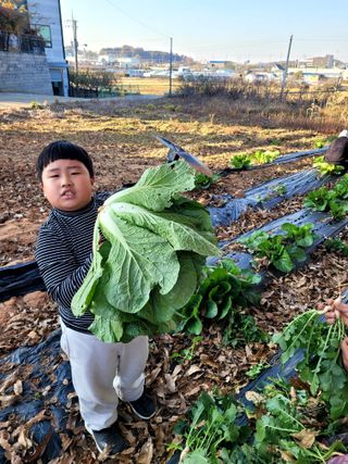 로만아빠님의 배추 · 영농일지 작성글 사진