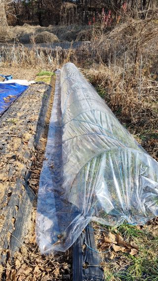 김지철님의 기타작물 · 영농일지 작성글 사진