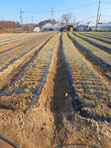 팜모닝 기타작물·영농일지 게시글 이미지