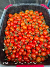 팜모닝 기타작물·영농일지 게시글 이미지