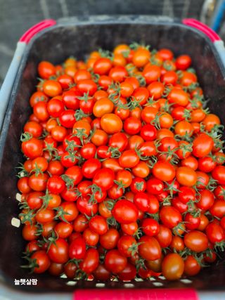 늘햇살팜 님의 기타작물 · 영농일지 작성글 사진