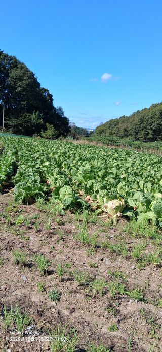 심 영훈님의 배추 · 영농일지 작성글 사진