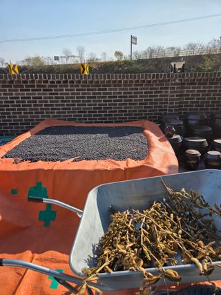 백현호님의 콩 · 영농일지 작성글 사진