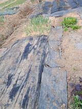 팜모닝 기타작물·영농일지 게시글 이미지