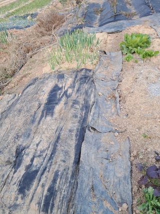 박신양님의 기타작물 · 영농일지 작성글 사진