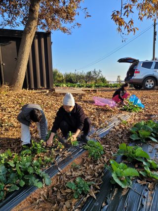 로만아빠님의 배추 · 영농일지 작성글 사진