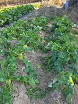 팜모닝 기타작물·영농일지 게시글 이미지