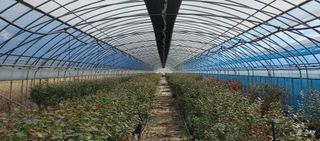 고추22286님의 기타작물 · 영농일지 작성글 사진