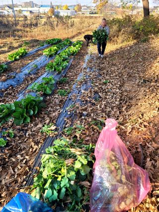 로만아빠님의 배추 · 영농일지 작성글 사진
