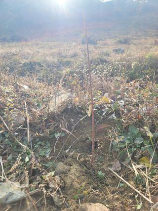 서성환님의 기타작물 · 영농일지 작성글 사진