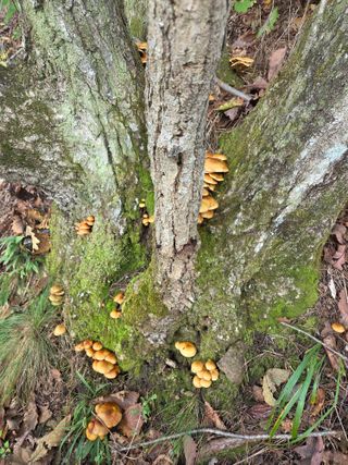 무주설천면 반딧팝님의 기타작물 · 영농일지 작성글 사진