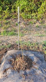 팜모닝 복숭아·영농일지 게시글 이미지