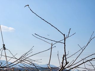 꿀복이농장님의 복숭아 · 영농일지 작성글 사진