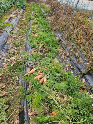 배영순님의 기타작물 · 영농일지 작성글 사진