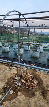 팜모닝 기타작물·영농일지 게시글 이미지