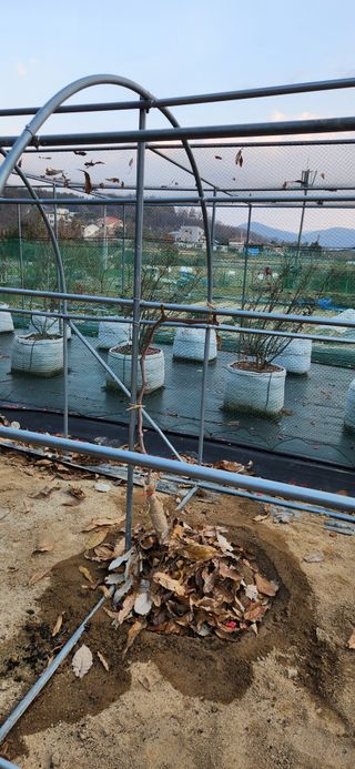 귤8352님의 기타작물 · 영농일지 작성글 사진