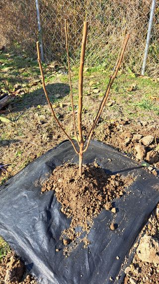 주윤발이님의 감 · 영농일지 작성글 사진