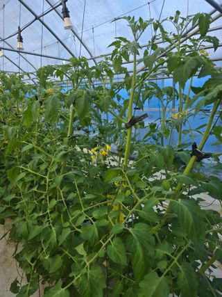 김호진님의 토마토 · 영농일지 작성글 사진