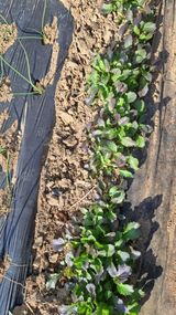 팜모닝 기타작물·영농일지 게시글 이미지