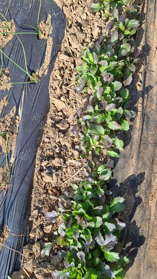 서은숙님의 기타작물 · 영농일지 작성글 사진