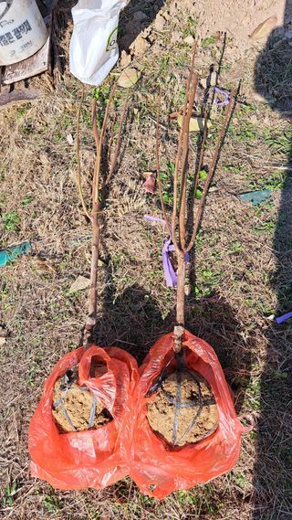 주윤발이님의 감 · 영농일지 작성글 사진