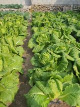 팜모닝 배추·영농일지 게시글 이미지