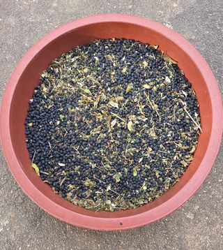  조약돌님의 콩 · 영농일지 작성글 사진