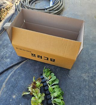 김인수님의 양파 · 영농일지 작성글 사진