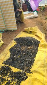 팜모닝 기타작물·영농일지 게시글 이미지