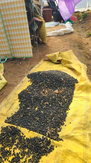 포도14685님의 기타작물 · 영농일지 작성글 사진