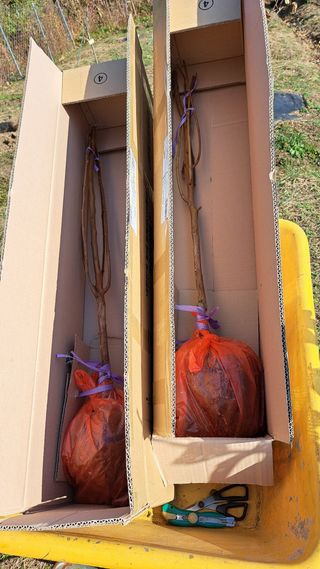 주윤발이님의 감 · 영농일지 작성글 사진