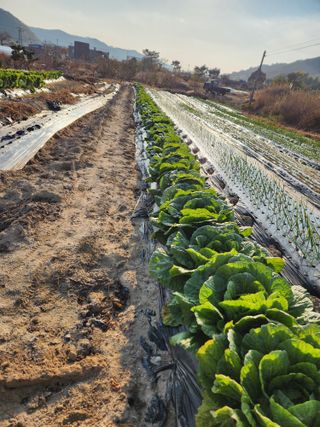 김영숙님의 배추 · 영농일지 작성글 사진