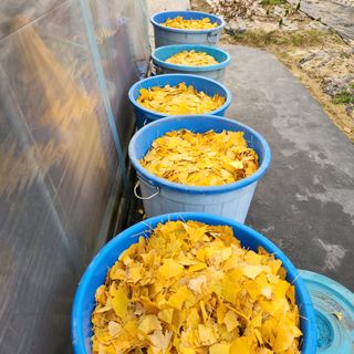 호수지기님의 기타작물 · 영농일지 작성글 사진